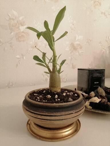 Bonsai Trandafir de desert 6 luni