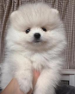 Pomeranian â talie mica, blanita densa si aspect de ursulet 