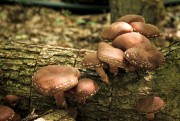 Producem si vindem ciuperca Shiitake ecologica,100 % naturala si alte produse specifice Tarii Zarandului .