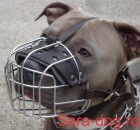 Botnita Amstaff & Pitbull