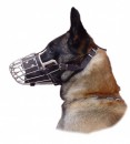 Botnita malinois