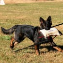 Perna profesionala de muscatura pentru dresaj canin Euro Joe